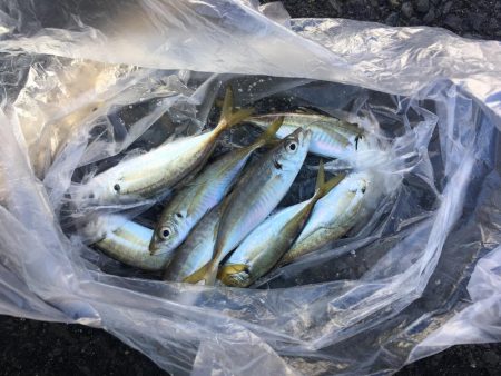 飲ませ釣りでハネ